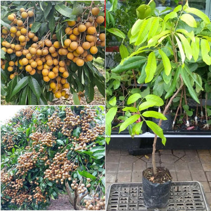 Tropical Longan Tree Live Plant, 1 Year Old Tree, 8-10 Inches Tall in 4 Inch Pot, Well-Rooted Fast-Growing Fruit Tree for Zones 9-11 Outdoor Spring Planting