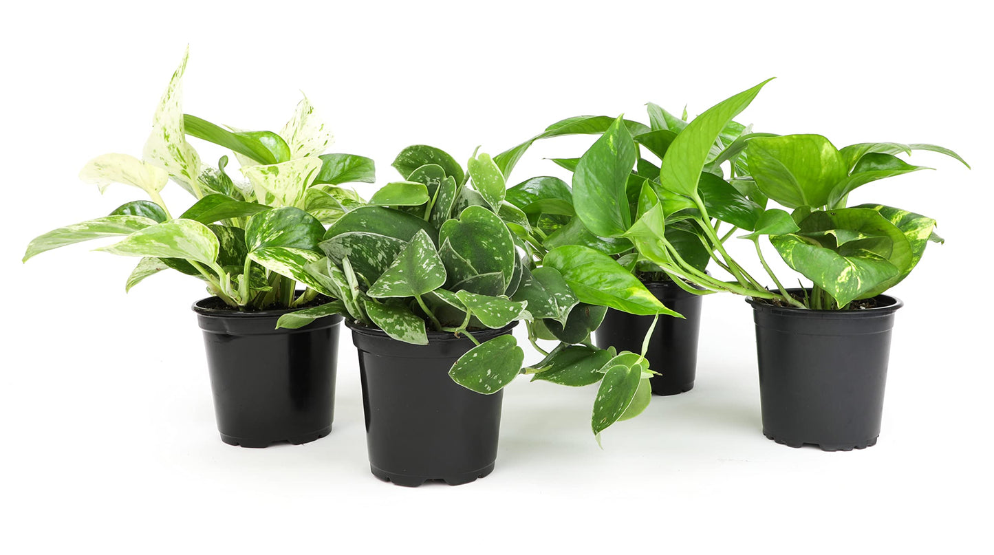 Live Pothos Plants (4PK) + Classic Houseplant Collection (4PK) - Low Maintenance Indoor Plants Purify Air, Easy to Grow Hanging Plants and Trailing Vines in 4 Inch Nursery Pots
