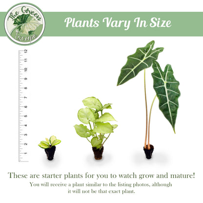 Generic Florida Special Pineapple Starter Plant, Natural