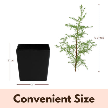 My Shelfie – Arizona Cypress Bonsai Starter Tree (Cupressus arizonica), Live Evergreen Plant for Indoor or Outdoor Bonsai Forest Garden, Home & Living Room Décor (3)