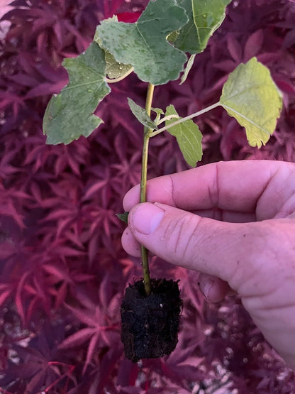Live Plant - Fig Trees Cold Weather Combo 2 Trees Olympian and Fignomenal