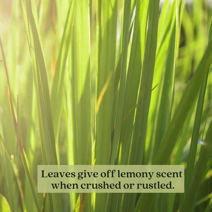 Clovers Garden 2 Large Lemongrass Plants Live - Mosquito Repellent Plants 4”– 7” Tall in 3.5” Pots - Non-GMO Edible Medicinal Herb Cymbopogon Citratus