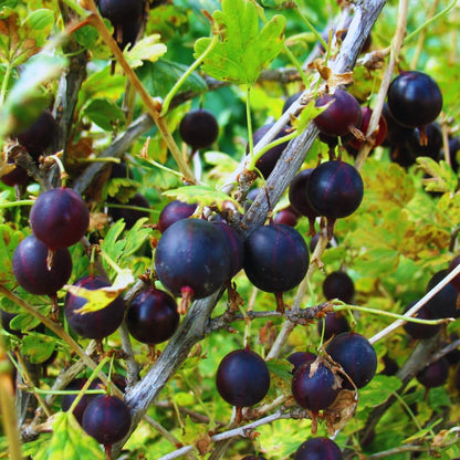 Gooseberry Plant Live for Planting, Gooseberry Bushes Live Plant, 5 to 10 Inc Tall (Black)