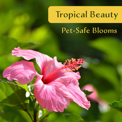 2 Angus Galt Hibiscus in 3.5" Nursery Cubes | Hibiscus ‘Angus Galt’ | Tropical Pink Flowering Shrub for Containers, Patios & Gardens | Live Starter Plants