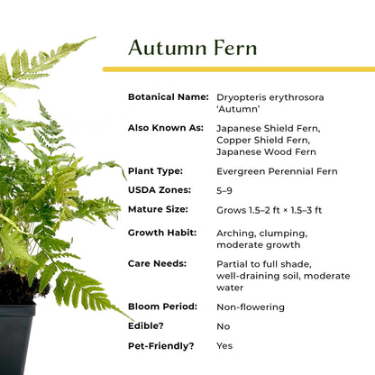 2 Autumn Fern – Evergreen Perennial Shade Fern with Arching Coppery Fronds for Woodland Shade Borders & Containers (Dryopteris erythrosora ‘Autumn’) in 3.5” Cubes, Live Plants