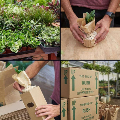 Spathiphyllum 'Peace Lily' Live Plant for Indoor | Different Houseplants in 4'' & 6'' Pot | Real House Plant for Living Room, Office, Desk & Bathroom | Peace Lily | Spathiphyllum