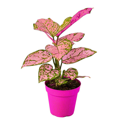 Chinese Evergreen 'Lady Valentine' in 6in Pot - Live Plants Tropical Houseplants | Variegated | USA Growers | The Snobby Leaf