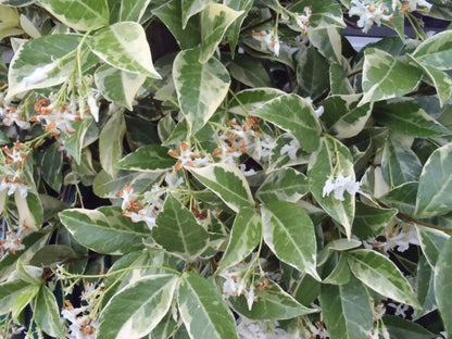 Live Plant - Variegated Confederate Jasmine Trachelospermum Jasminoides Rooted Starter Plant