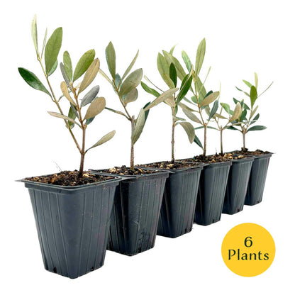 6 Mission Olive Tree Saplings – Edible Fruiting Evergreen Tree for Patio, Container, Indoor & Outdoor Growing, Mediterranean Culinary Olive (Olea europaea ‘Mission’) in 3.5″ Cubes, Live Plants