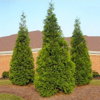 Brighter Blooms - Thuja Green Giant Arborvitae, 1-2 ft. - No Shipping to AK, AZ, HI, OR