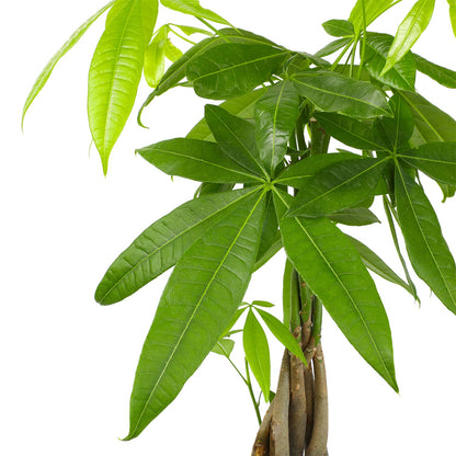 Money Tree Plant Indoor House Plants, Chinese Money Plant Decor, Bonsai Tree Feng & Live Pothos Plants (4PK) Indoor Plants Live Houseplants, Pothos Live Plant House Plants Indoors Live Plants