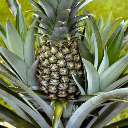 4 White Jade Pineapple Fruit Trees Live Plants, Pineapple Seedlings for Backyard Gardening, Pineapple Plants Live