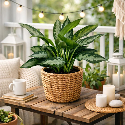 Aglaonema Silver Bay Live Indoor Plant in 6 Inch Pot, Chinese Evergreen Houseplant, Easy Care Low Light Tropical Plant for Home and Office