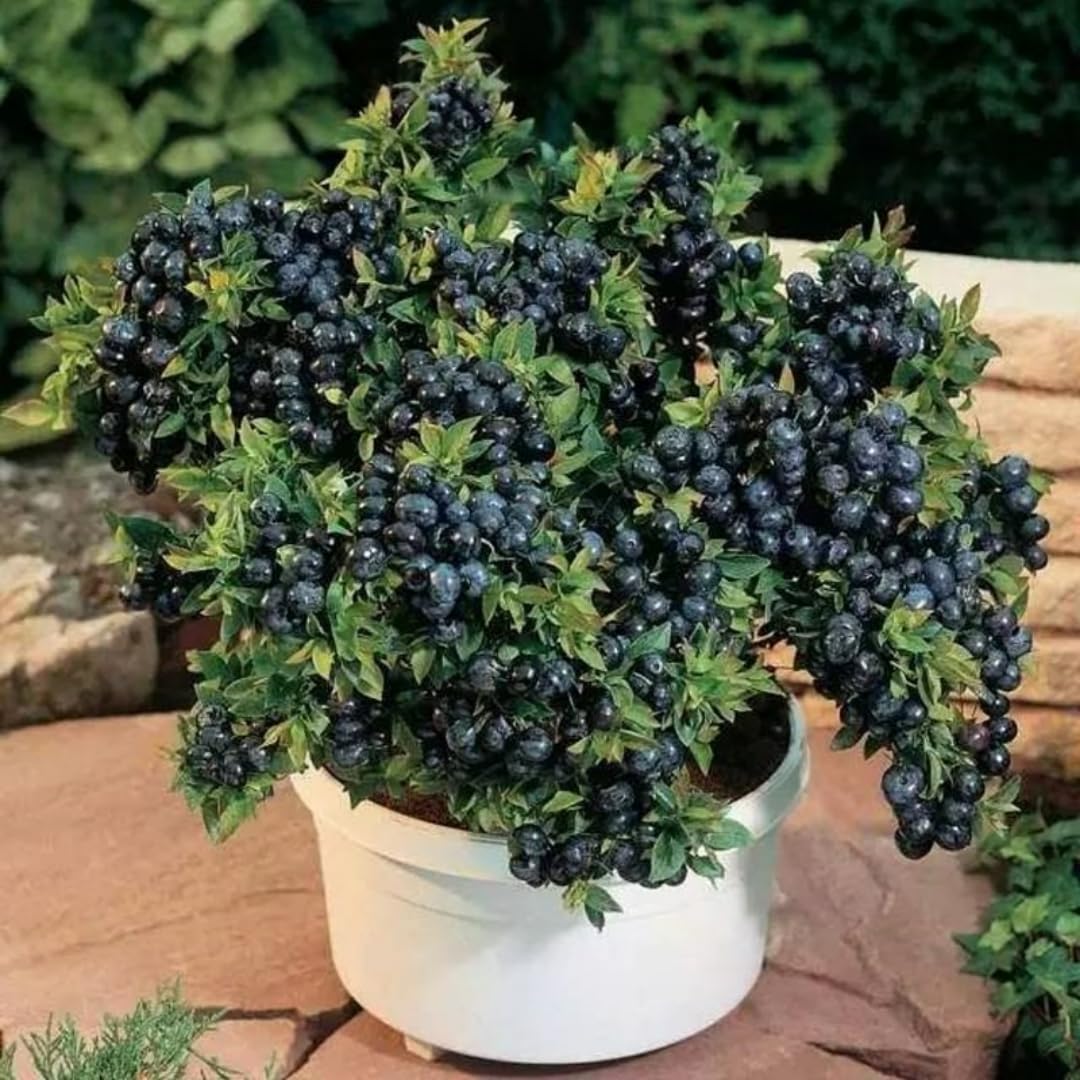 (Plug Size) 4 Black Huckleberry Trees Live Plants in 1.5" Pot, Rare Black Huckleberries Blueberry Like, Sweet Flavor, Dormant in Winter
