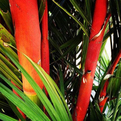 Palm Tree Plant, Live Tropical Palm Tree, Fully Rooted in 3 Gallon Pot, Ready for Outdoor Planting (Red Lipstick Palm)