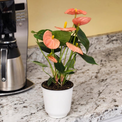 Pink Anthurium Live Plant Decor (Approx. 13-16" Tall), Real Flowers/House Plants in 4" White Plant Pot, Floral Office Plants, Air Purifying Plants & Cool Gifts for Plant Lovers by Plants for Pets