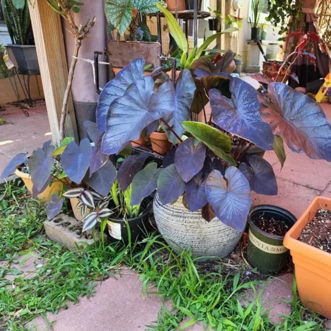 Colocasia Elephant Ears Live Plant, Alocasia Plant, Esculenta Taro Live Houseplant, 5-7 Inc Tall (Black)