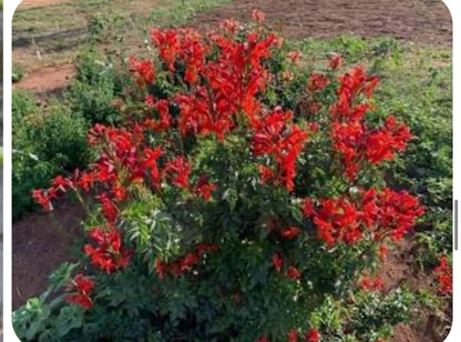 Live Plant - Cape Town Red Tecomariasmall Rooted Starter Planthummingbird Heaven!