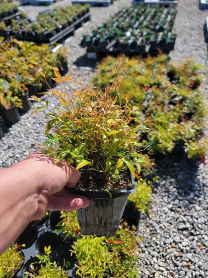 Live Plant - Firepower Nandina Heavenly Bamboo