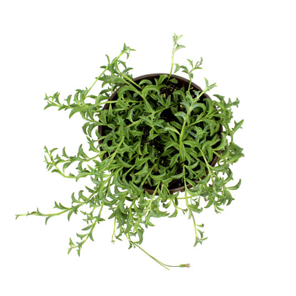 String of Dolphins Plant Live Succulents, Succulents Plants Live in Hanging Planter, Succulents Live Plants Indoor Plants Live Houseplants, Hanging Plants Live Succulent Plants Live by Plants for Pets
