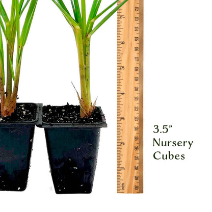 4 Dwarf White Pampas Grass – Compact Ornamental Grass with Large White Plumes for Screens & Accents (Cortaderia selloana ‘Pumila’) in 3.5” Cubes, Live Plants