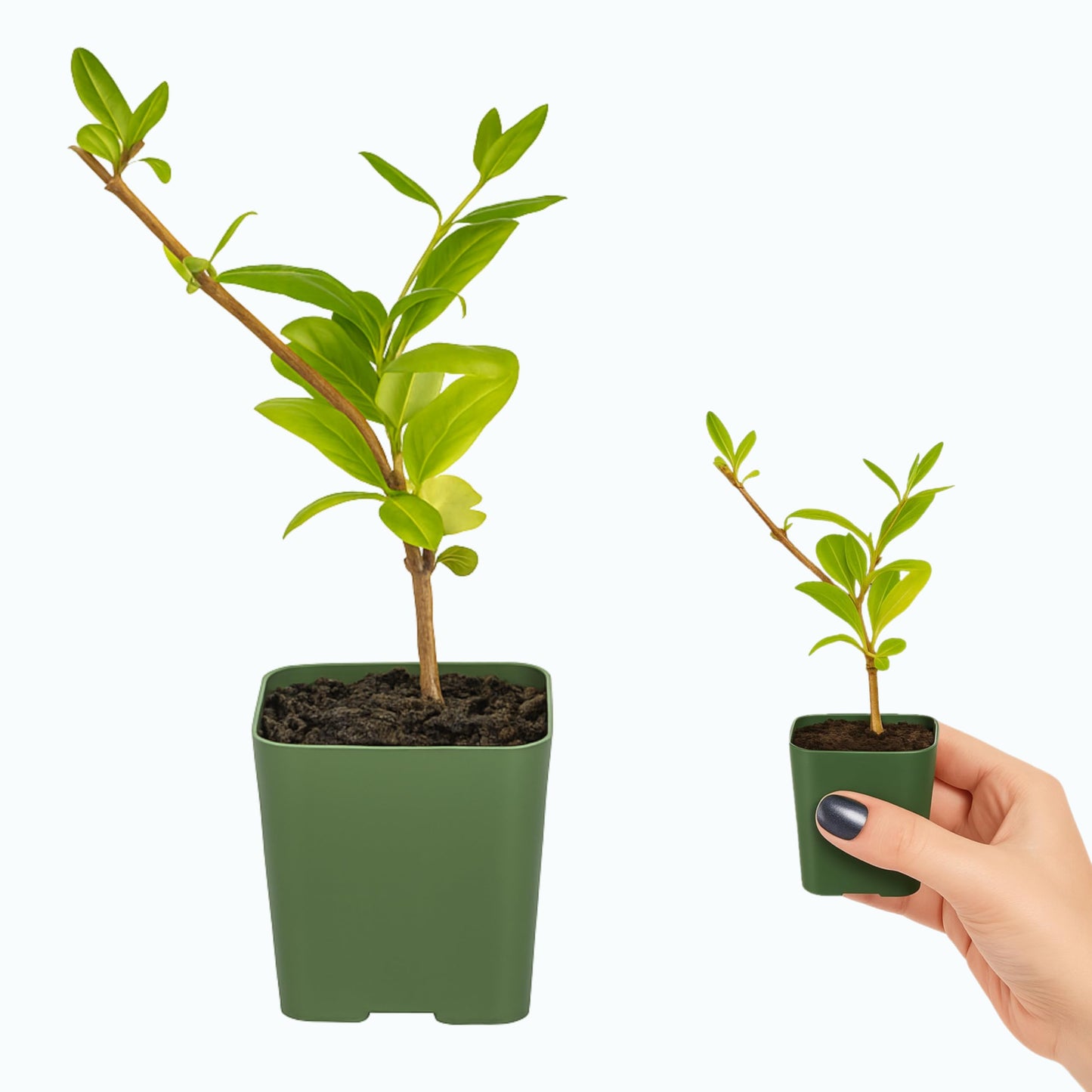 White Fragrant Japanese Honeysuckle Vine, Starter Plant, Climbing Landscape Outdoor Garden Plant 2 inch Pot (1)