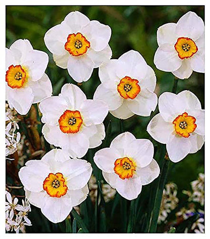 10 Jamestown Narcissus Bulbs - Top Size Daffodil Bulbs