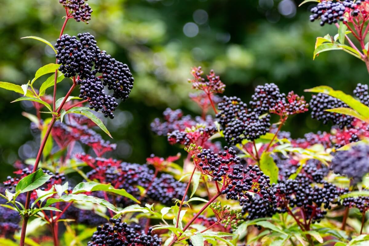 2 American Elderberry Plants Live for Planting, Black Elderberry Bush Live Plant 6 to 12 Inc Height, Bareroots