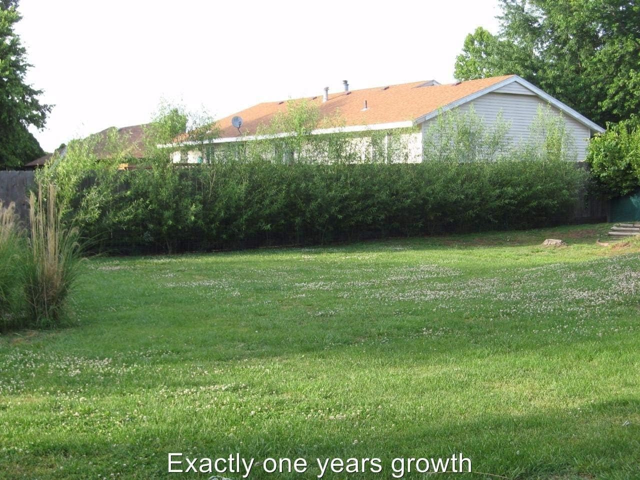 24 Hybrid Willow Tree Cuttings to Grow - Fastest Growing Tree in The World - Fast Privacy Hedge, Shade Trees - Grow Aussie Willow Trees