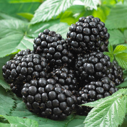 Direct Gardening Ouachita BlackBerry Bush Dormant Bare Root Fruit Bearing Starter Plant - Can't Ship to FL, MA, or SC