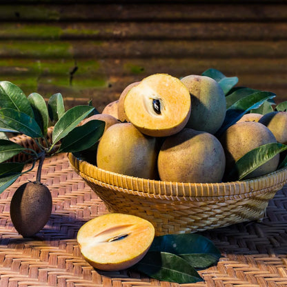 Sapodilla Tree Live Plant for Planting 2 to 3 Feet, in 3 Gallon Pot, Sapodilla Plant Live Ready to Grow, No Shipping to CA