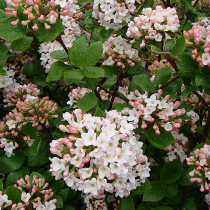 Viburnum Bush Plant Potted, Hardy Flowering Shrub, Rare Viburnum Plant for Outdoor Garden, Landscape, or Hedge, 4-6 Inches (Pink Viburnum)