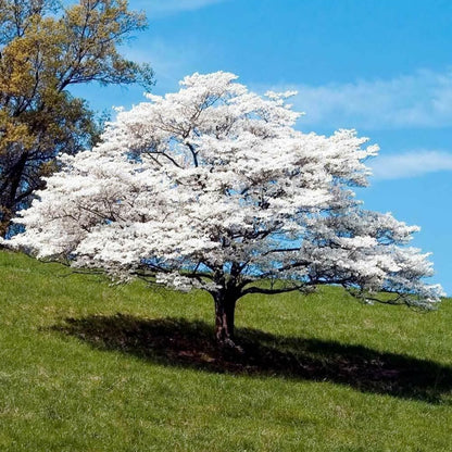 Dormant Dogwood Tree Live Plant, 9 Months Old 6-12 Inch Tall in Quart Pot, Dogwood Tree Potted, Perennial, Well Rooted Plants, Cold Hardy (White Flowering)