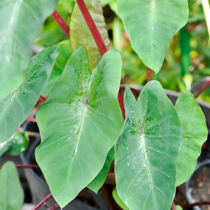 Easy to Grow Colocasia Royal Hawaiian Punch 1 Plant Bulb (Elephant Ear) - Large Green Leaves Grow on Red Stems in Summer in Partial Sun