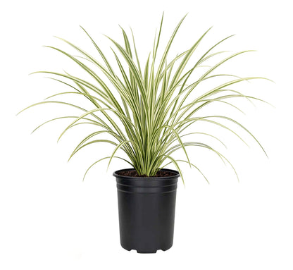 Variegated Liriope | 12 Quart Size Plants | Liriope Muscari | Ground Cover, Ornamental Grass, Shade Tolerant, Low Maintenance, Evergreen Foliage, Border Accent, Drought Tolerant, Perennial Beauty