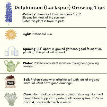 Clovers Garden Delphinium Black Knight (Larkspur) Live Plants - Two (2) Non-GMO Plants - Each 4" to 8" Tall in 4" Pots - Large Flower Spikes