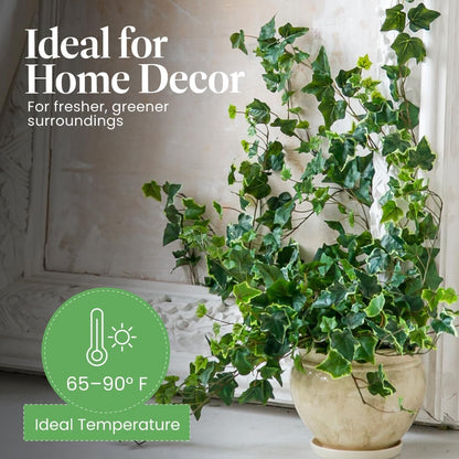 American Plant Exchange English Ivy Bundle, 2 Pack 4-Inch Pots, Green and Variegated, Vining Houseplants, Live Indoor Plants, Fast Growing, Easy to Care, Versatile Home & Garden Décor