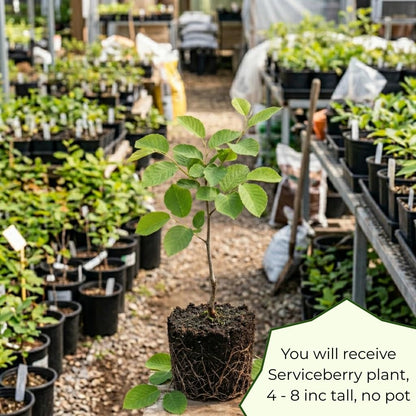 Serviceberry Tree Live Plant, Edible Serviceberry Plant, 5-9 Inc Tall, Sweet Berry Shrub for Outdoor Garden