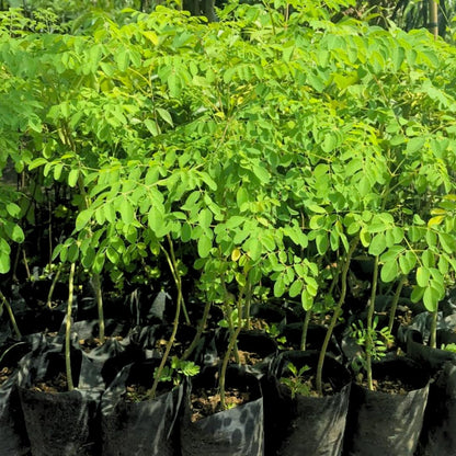 Moringa Oleifera Tree Live Plant, 4 Months Old Malunggay Plant in Pot, Well-Rooted Drumstick Trees Ready to Grow Outdoor