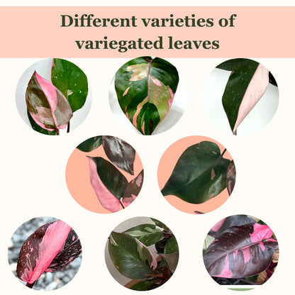 4 Inches Philodendron Pink Princess Live Plant with 4" Pot - Philodendron Plant Live Easy to Grow and Air Purifying - Indoor Houseplants for Home Office Wedding Decor & Gift Idea(Heat Pack Included)