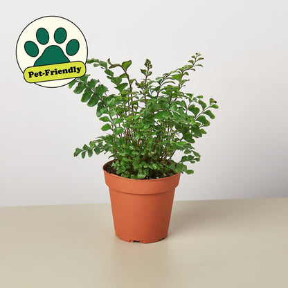 Mahogany Fern | Live Plant for Indoor & Outdoor | for Living Room, Office, Bathroom | (4" Pot)