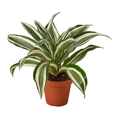 Dracaena 'Warneckii White Jewel' | Live Plant for Indoor & Outdoor | for Living Room, Office, Bathroom | (4" Pot)