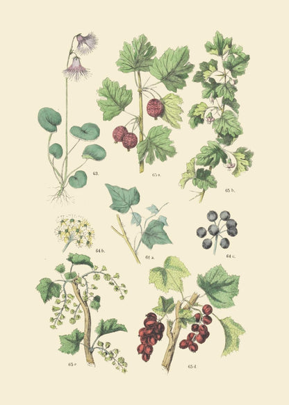 Vintage Botanical Prints | Woodland Plants by Ink Inc. | Wildflower Mushrooms Fern Trees Berries Wall Art | Set of 9 5"x7" Unframed