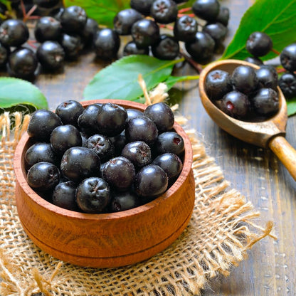 1 Year Old Black Chokeberry Live Plant 1-2 Feet Tall, Dormant, Cold Hardy Aronia Berry Bush for Orchard Landscaping, Chokecherry Plant Like