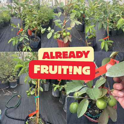 No CA, Live Kilo Guava Tree Plant Well-Rooted in Gallon Pot, 2-3 Feet Fruiting Airlayered Guava Grafted Fruits Plant for Planting