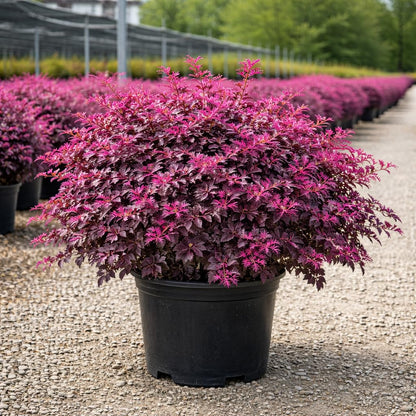 Cerise Charm™ Loropetalum 3-Gallon