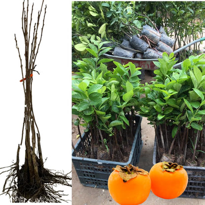 American Persimmon Trees Live Plants, 10-15" Tall, Zone 4-9, Perennial Outdoor Planting, Cold Hardy