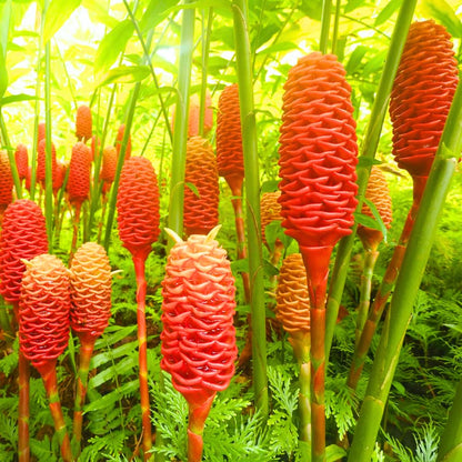 4 Awapuhi Shampoo Ginger Roots to Grow, Zingiber Zerumbet Fresh Ginger Rhizomes, Ginger Lily Red Pinecone Ginger Roots Perennial Garden