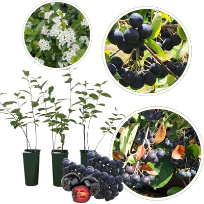 Viking Chokeberry Plant Live, Aronia Plants Shrub Bush, Chokecherry Like, 6 to 12 Inc Plant (Black)
