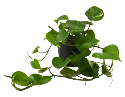 FlowerPotNursery Golden Devil's Ivy Pothos Ivy Epipremnum aureum 6" Pot
